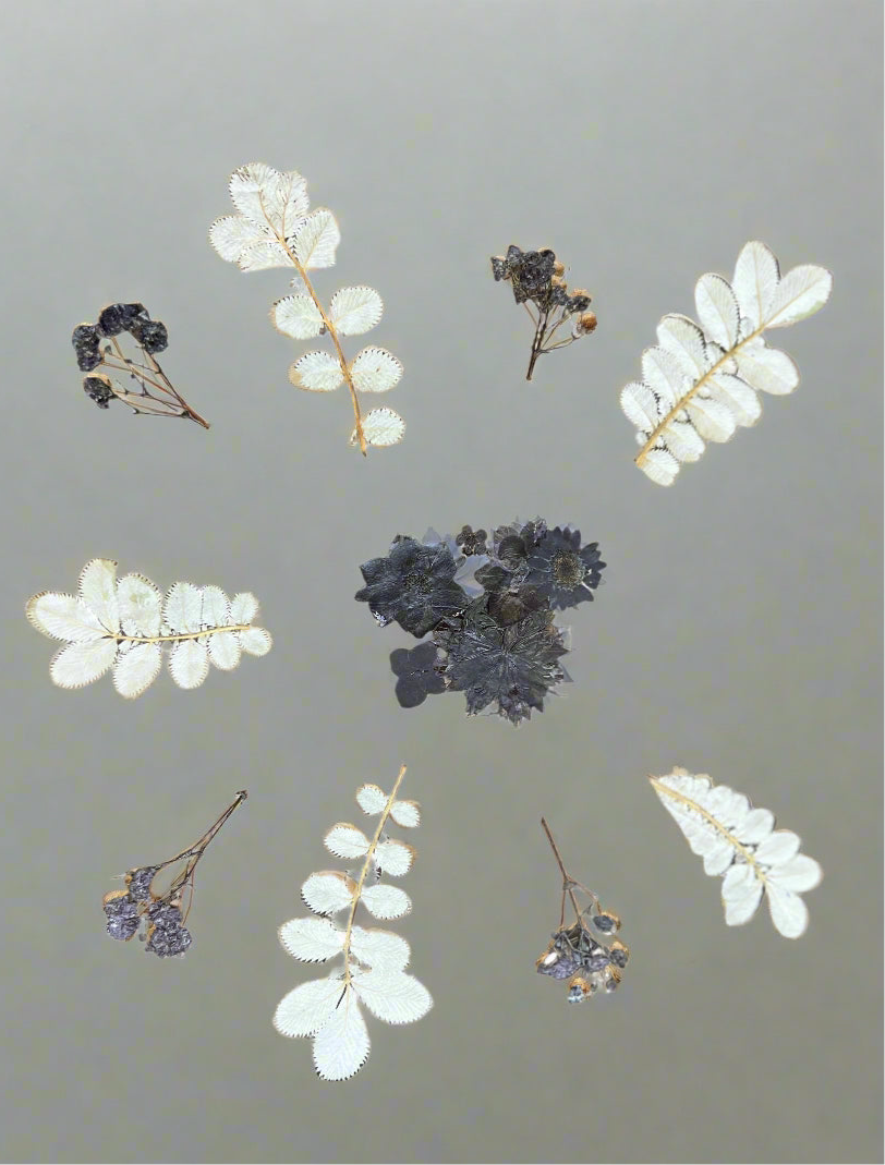 12" x 12" Floating Pressed Florals- Acrylic Panel Display